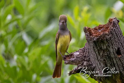 Great Crested Flycatcher