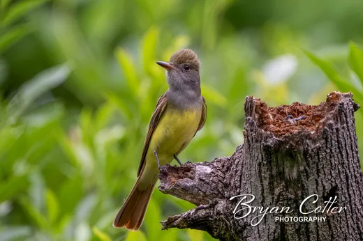 Great Crested Flycatcher