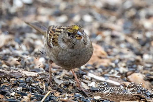 Golden-crowned Sparrow