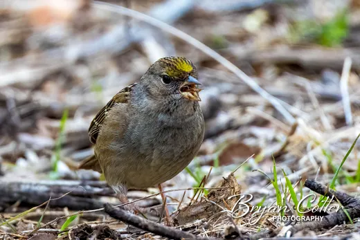 Golden-crowned Sparrow