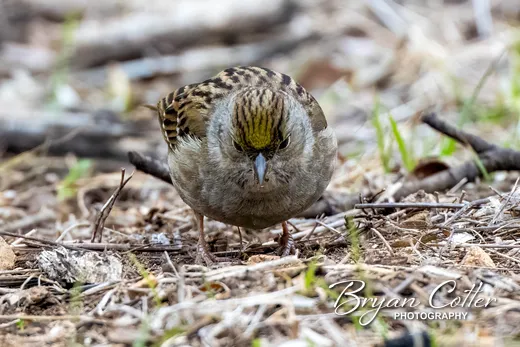 Golden-crowned Sparrow