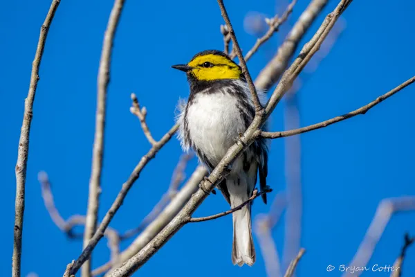 Golden-cheeked Warbler