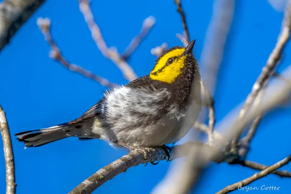 Golden-cheeked Warbler