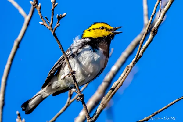 Golden-cheeked Warbler