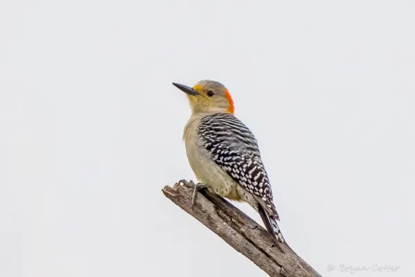 Golden-fronted Woodpecker