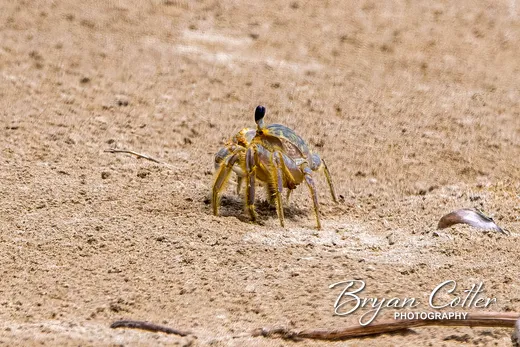 Ghost Crab