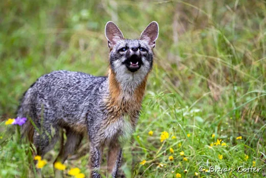 Gray Fox