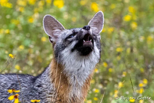 Gray Fox