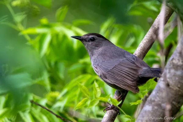 Gray Catbird