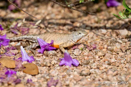 Greater Earless Lizard