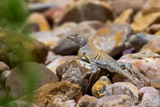 Greater Earless Lizard