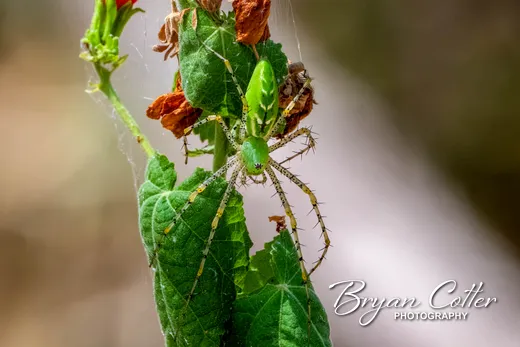 Green Lynx Spider
