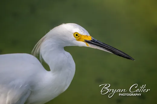 Great Egret