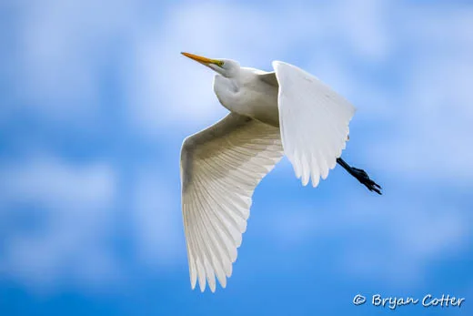 Great Egret