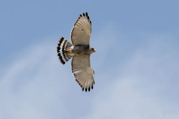 Gray Hawk