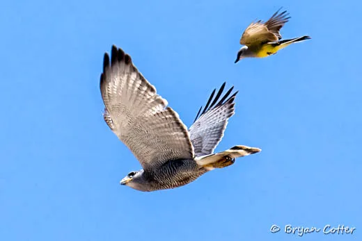 Gray Hawk