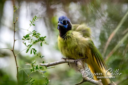 Green Jay