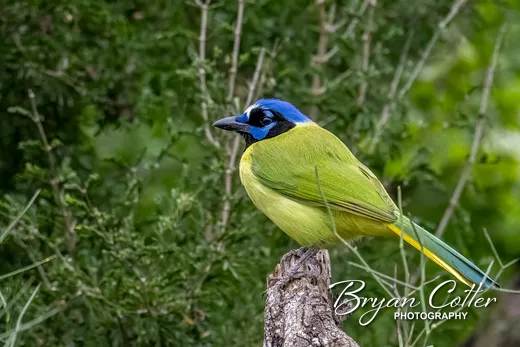 Green Jay