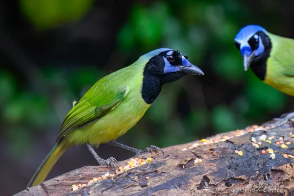 Green Jay