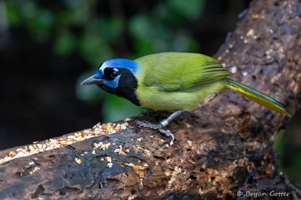Green Jay