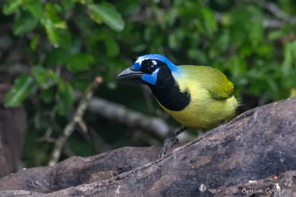 Green Jay