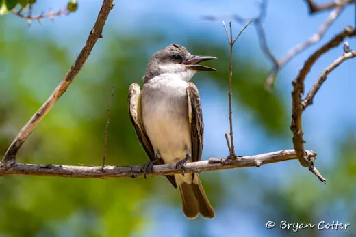 Gray Kingbird
