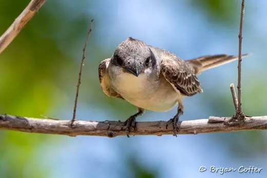 Gray Kingbird