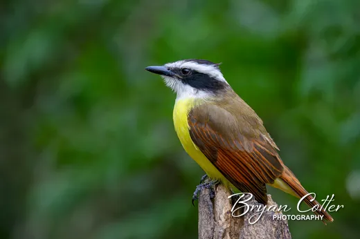 Great Kiskadee