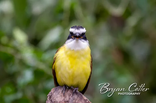 Great Kiskadee