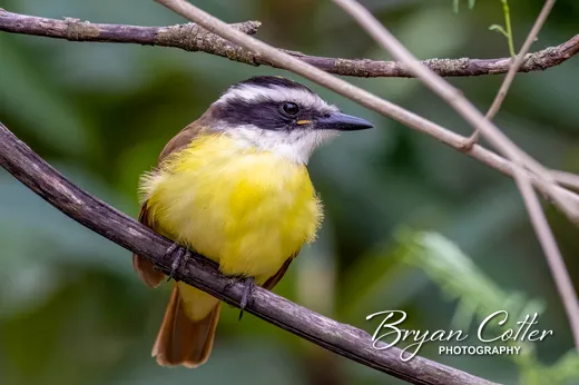 Great Kiskadee