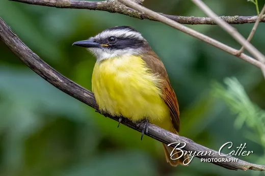Great Kiskadee