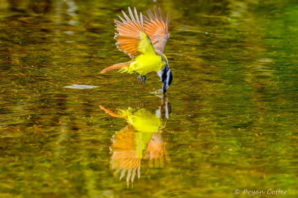 Great Kiskadee