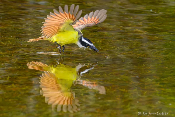 Great Kiskadee