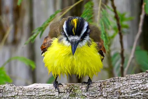 Great Kiskadee