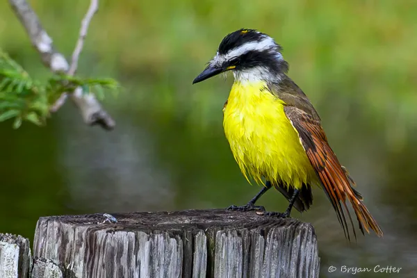 Great Kiskadee