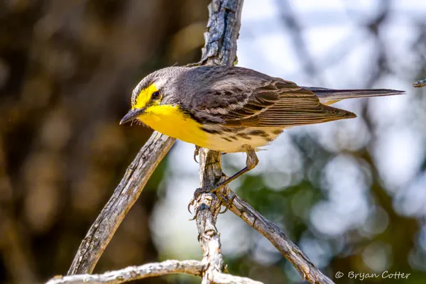 Grace's Warbler