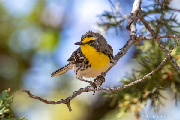 Grace's Warbler