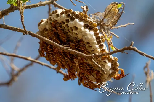 Guinea Paper Wasp