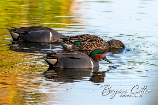 Green-winged Teal