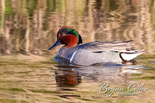 Green-winged Teal