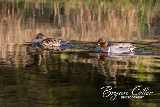 Green-winged Teal