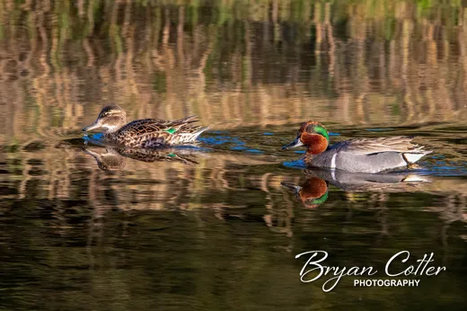 Green-winged Teal