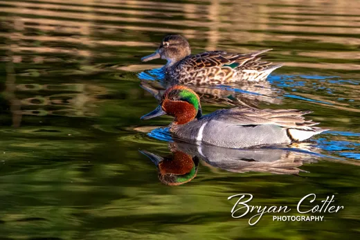 Green-winged Teal