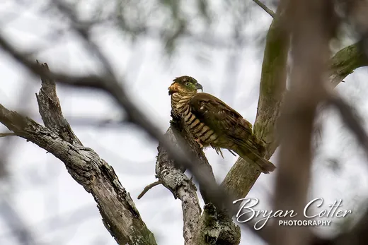 Hook-billed Kite