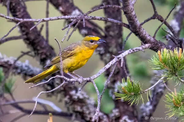 Hepatic Tanager