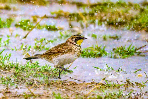 Horned Lark