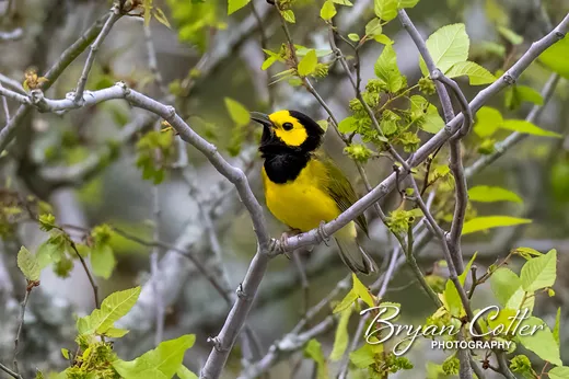 Hooded Warbler