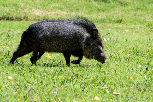 Collared Peccary