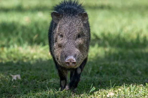 Collared Peccary