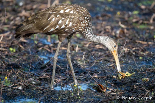 Limpkin